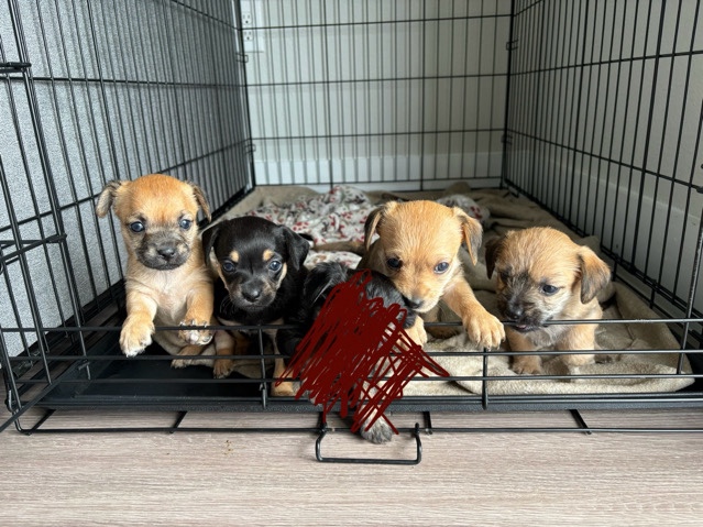 chihuahua litter