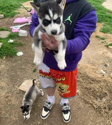 Full breed husky