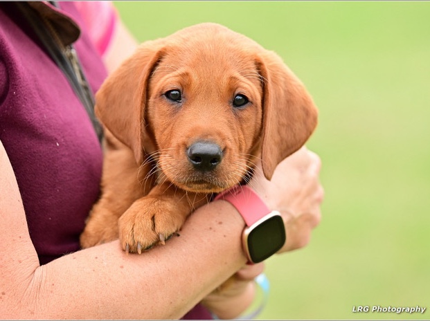 Labrador Retriever – Labrador puppies ready to leave now! – Southampton