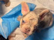 French Bulldog – puppies