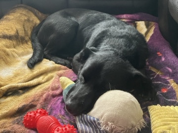 Labrador Retriever – FREE young Black Lab – Katy
