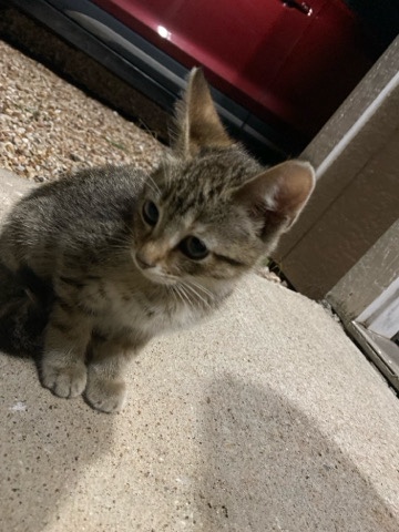 American Shorthair – kitten in need of home
