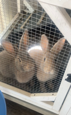 Rex – 2 Bunnies in need of new address!!