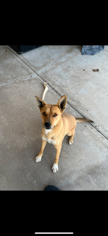 German Shepherd – Bella