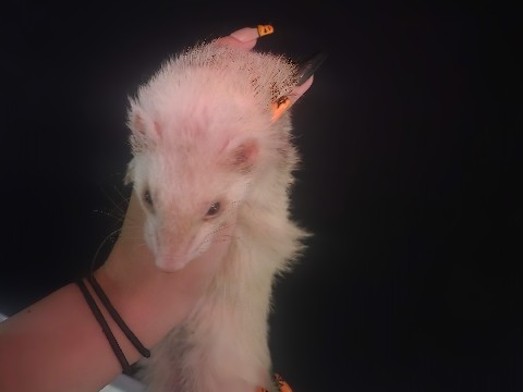 Friendly Indoor Rodent Available for Rehoming in Phoenix – Phoenix