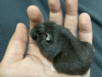 pet black dwarf hamster