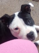 pitbull