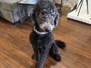 Goldendoodle – Brewster – Arlington