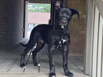 Mixed Breed – Adoption – Oak Grove