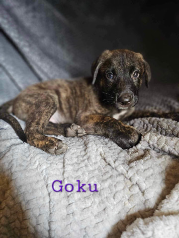 German Shepherd – Shepherd Pit
