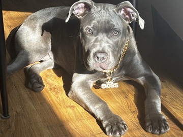 American Pit Bull Terrier – Sweet Pittie – Houston