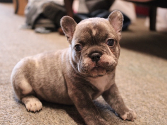 French Bulldog – Male brindle Merle French bulldog puppy