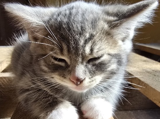 Kittens – Sydney River