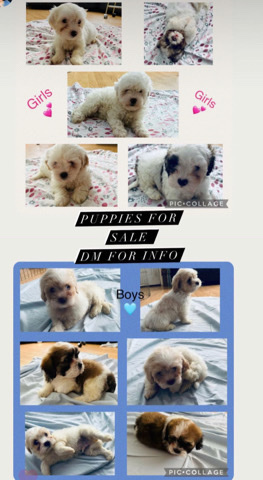 Maltese – puppies