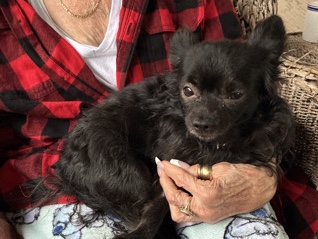 Long Haired Chihuahua 