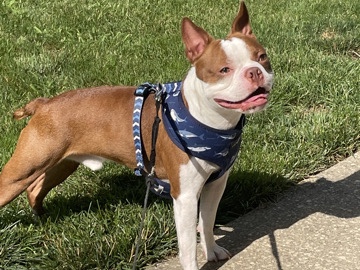 Beautiful Boston Terrior