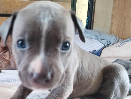 American Pit Bull Terrier – Pit Bull/Mastiff puppies – Oklahoma City