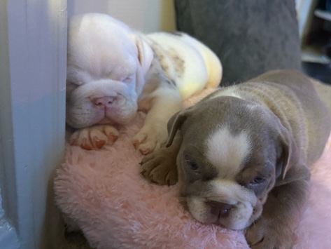 Olde English Bulldogge – BULLDOG INGLES – Houston