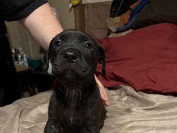 American Pit Bull Terrier – Pitweiler puppy boy