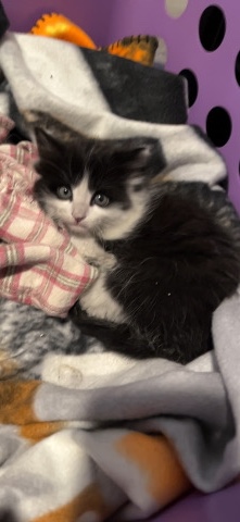 found a kitten on the road
