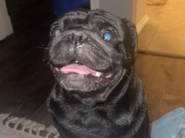 Pug – black pug – La Porte