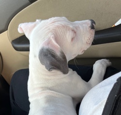 Beautiful pit