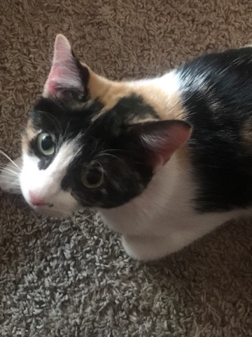 American Shorthair – Mochii