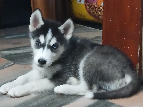 Siberian Husky – Adorable Siberian Husky Puppy for Sale – 67 Days Old in Ghaziabad – Ghaziabad