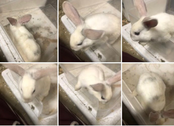Baby bunnies, mixed breed