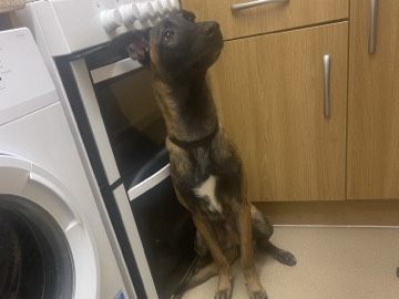 Belgian Shepherd Dog (Malinois) – rehome dog – London