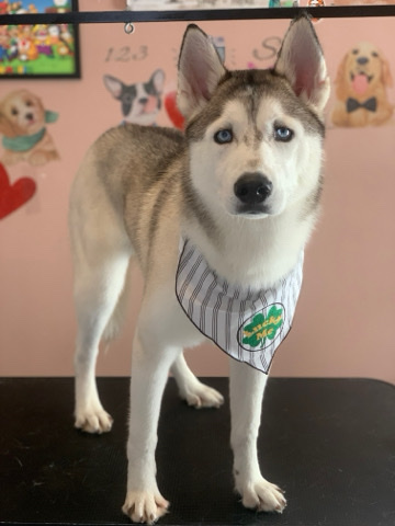 Siberian Husky – Rehome a Loving Husky (Price is negotiable)