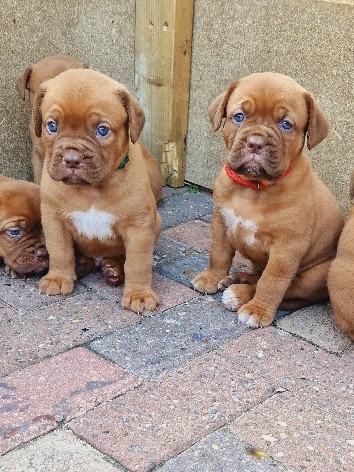 Dogue de Bordeaux – beautiful puppies for sale