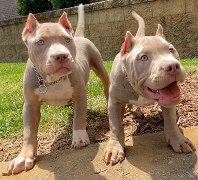 Standard American bully pups