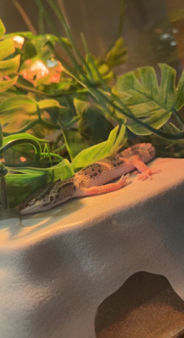 Any – two female leopard gecko sisters