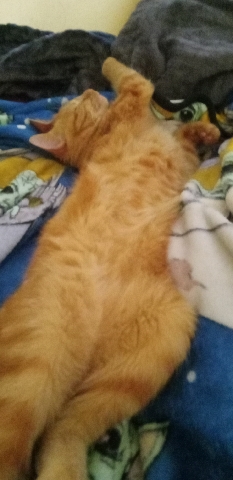 Garfield perfect home