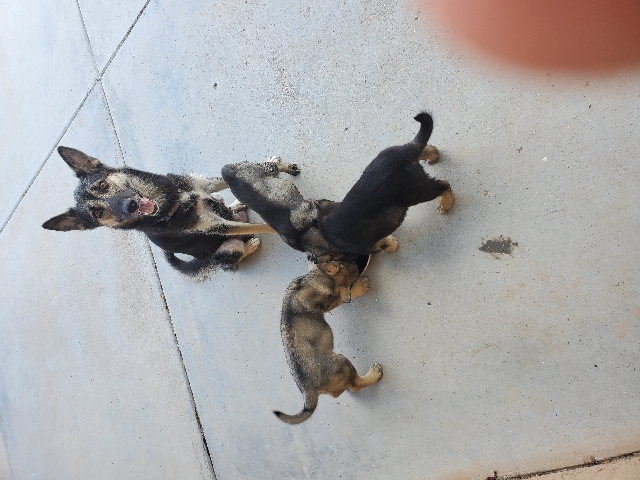 German Shepherd – German shepherd/Husky