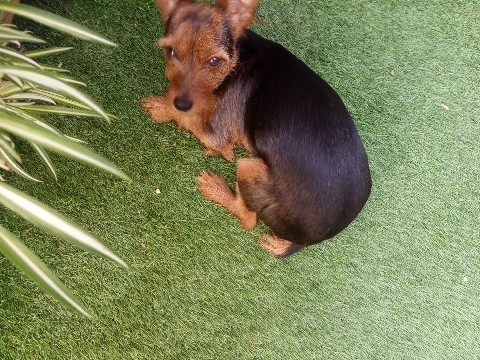 Yorkshire Terrier - perrita yorkshire available for adoption in Azuqueca de Henares