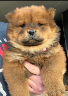 Chow Chow – Rehoming female chow chow