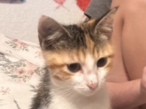 American Shorthair – sweet cat – Shawnee