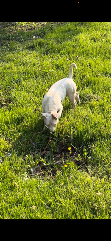 Bull Terrier – small 6month old girl pit