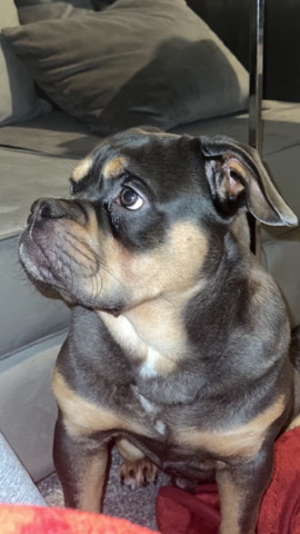 Bulldog – British bulldog (Titus)