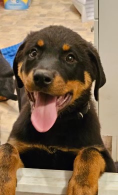 Rottweiler – Adorable little Rottweiler