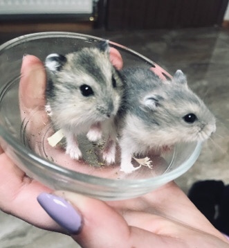baby winter dwarf hamsters