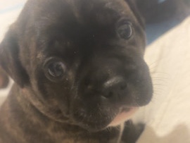 frenchie x staffs pups 2 left
