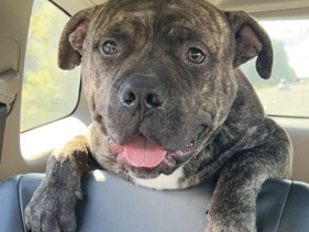 American Pit Bull Terrier – American Bully / Pit Bull – Friendly Family Dog – Troutdale