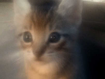 Maine Coon – ×2 Male Kittens Looking For There Fuuurrrever 🏠's – Lakewood