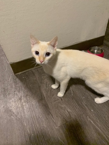 White female cat needs home! (Vallejo ca).
