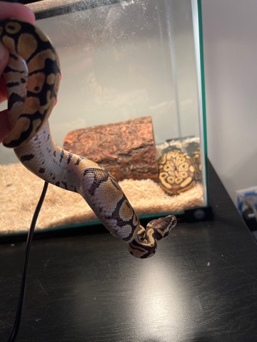 Ball Python