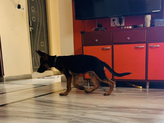 German Shepherd – German Shepherd Puppy for Sale – 3 Months Old – Secunderabad