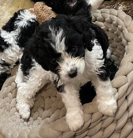 Poodle – Cavapoo pup needs a Home